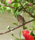 Muscicapa striata